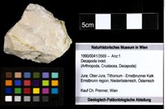 Foto (Objekt + Etiketten) von Decapoda indet. 